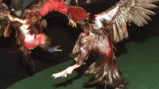 Galos de briga