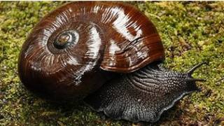 Улитка вида Powelliphanta augusta