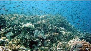 Mar del Coral