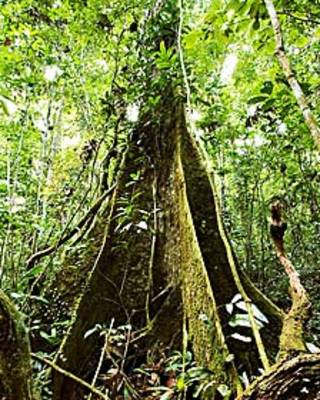 Árbol en la Amazonia DR MORLEY READ/SCIENCE PHOTO LIBRARY