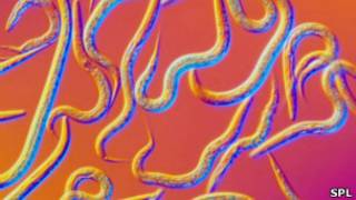 Caenorhabditis elegans