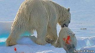 Oso polar caníbal