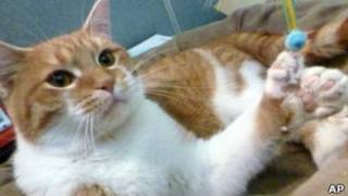 Gato. AP
