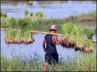 farmer