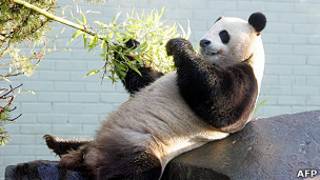 panda en Edimburgo