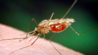 Mosquito