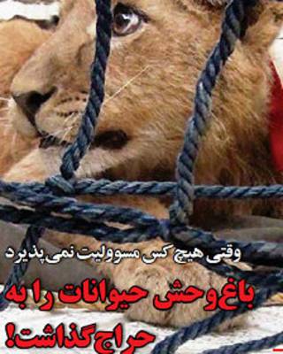 یکی از توله شیرهای پیدا شده در تهران