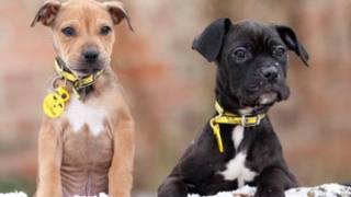 Brandy e Pudding (foto: Dogs Trust)