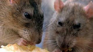 Tikus