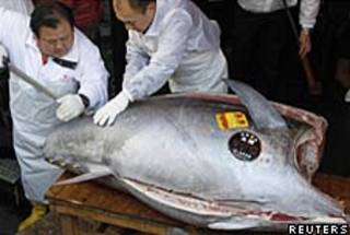 A chef cuts the bluefin tuna.