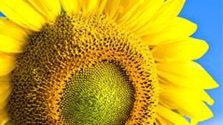 Girasol