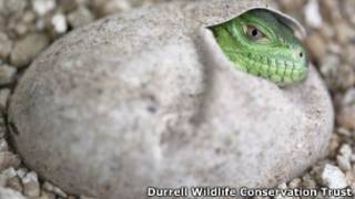 Filhote de Iguana-das-Antilhas-Menores Foto: Durrell Wildlife Conservation Trust