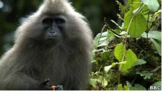 Macaco selvagem | Foto: BBC