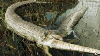 Píton devora crocodilo (Foto: AP)