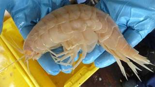 O crustáceo 'supergigante' capturado pelos cientistas (Foto: Oceanlab)