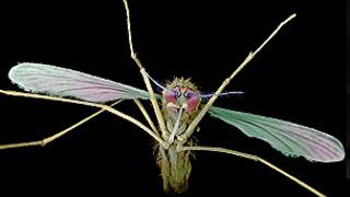 Mosquito transmisor de la malaria