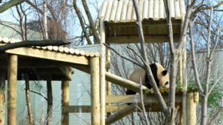 愛丁堡動物園的大熊貓
