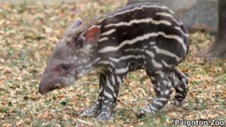 Dexter (Foto: Cortesia, Paignton Zoo)