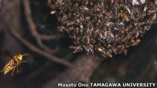 Avispón acercándose a colonia de abejas