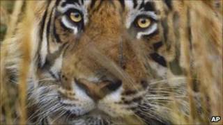 Tigre/AP