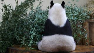 Tian Tian the panda in her enclosure at Edinburgh Zoo.