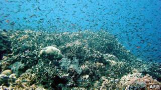 La Gran Barrera de Coral de Australia