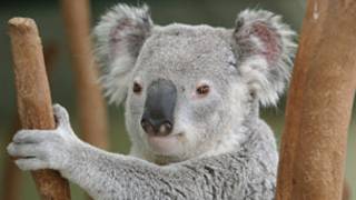 Koala