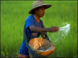 လယ်လုပ်ငန်းခွင်မှာ လယ်သမားတဦး မြေသြဇာပက်ကျဲနေစဉ်