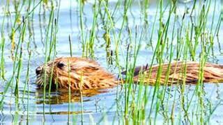 Rata almizclera en un humedal JOHN DEVRIES/SCIENCE PHOTO LIBRARY