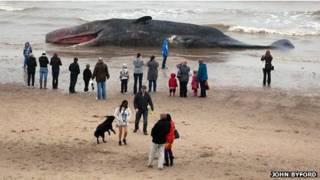 Baleia encalhada na semana passada em Skegness