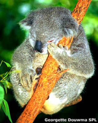 Koala