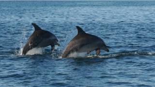 Golfinhos em Shark Bay | Foto: BBC