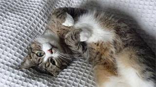 Gato (arquivo/BBC)