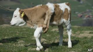 Lilli na fazenda onde mora, na Suíça (AP)