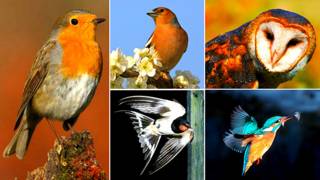 Imagen compuesta de aves de plumas rojizas o naranja