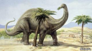 Ilustração de Apatossauro. | Foto: Natural History Museum Photo Library
