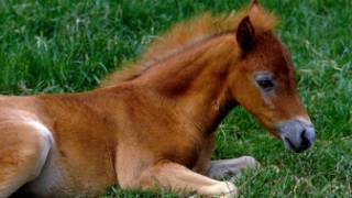 horse