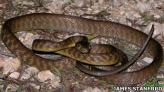 Uma cobra marrom de árvores é caçada em uma floresta de Guam (Foto: James Stanford)