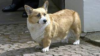 Собака породы Вельш-корги-пемброк