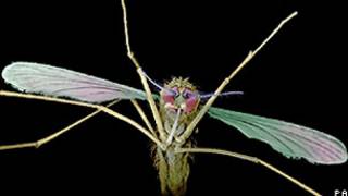 Mosquito (arquivo/PA)