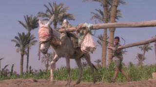 ساقية في الريف المصري