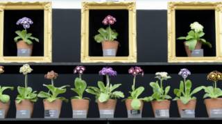 Plantas