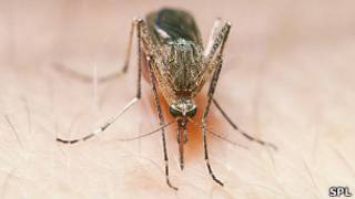Mosquito