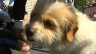 _stray_dog_in_china
