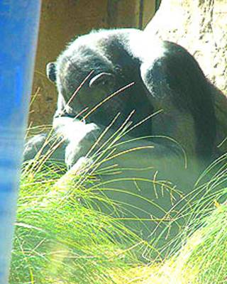 chimpancés en cautiverio Foto: Lucy Birkett