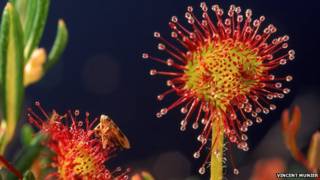 Planta carnívora