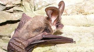 Murciélago orejudo gris (Plecotus austriacus) Foto: R. Crompton/ Wildwood Ecology Ltd