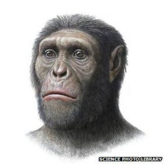 Australopithecus sediba