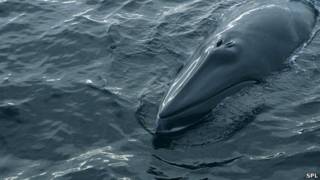 ballena de minke