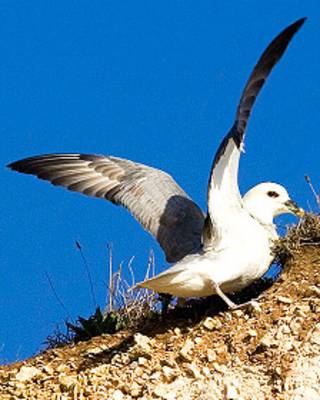Fulmar boreal, Fulmarus glacialis